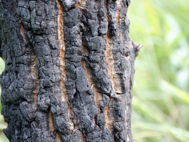 découvrez la diversité et l'équilibre des écosystèmes sur notre planète. apprenez comment les interactions entre les organismes et leur environnement sont essentielles pour la vie, et explorez les défis auxquels ces systèmes naturels sont confrontés face aux changements climatiques et aux activités humaines.