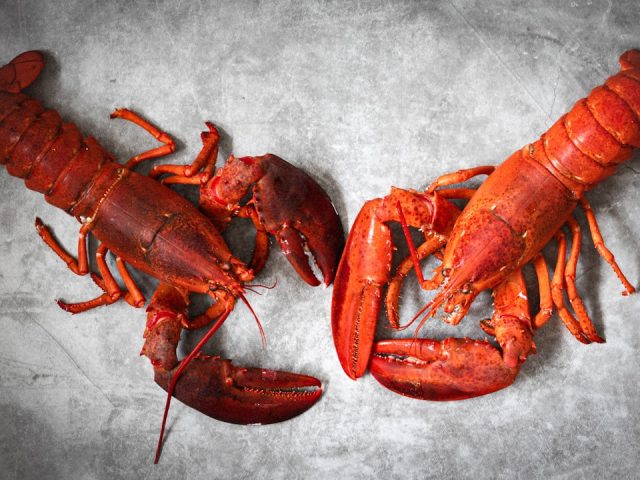 découvrez l'univers délicieux des fruits de mer, des recettes savoureuses aux conseils de préparation, pour éveiller vos papilles et savourer les délices marins.